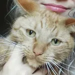 Zaginął kot, Jastrzębie-Zdrój, 16 listopada 2025