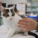 Znaleziono kota, Łódź, 16 listopada 2025