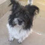 PIES Z INTERWENCJI PRZYWIEZIONY  DO SCHRONISKA 15.11.2025