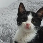 Oddam kota, Olsztyn, 16 listopada 2025