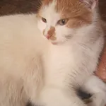 Zaginął kot, Łódź, 16 listopada 2025