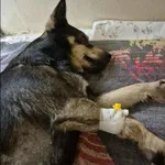 Znaleziono psa, Grudziądz, 15 listopada 2025