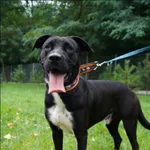 Znaleziono psa, Grudziądz, 16 listopada 2025