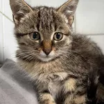 Znaleziono kota, Lublin, 29 października 2025