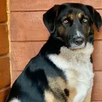 Pies do adopcji, Głowno, 16 listopada 2025