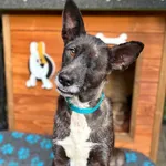 Pies do adopcji, Głowno, 16 listopada 2025