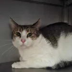 Kot do adopcji, Olsztyn, 1 listopada 2025