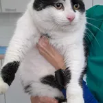 Kot do adopcji, Olsztyn, 27 października 2025