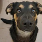 Pies do adopcji, Olsztyn, 23 października 2025