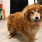 Znaleziono psa, Łódź, 16 listopada 2025