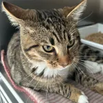 KOCUR PRZYWIEZIONY Z INTERWENCJI 16-11-2025