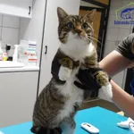 Znaleziono kota, Szczecin, 16 listopada 2025