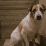 jack russell terrier szorstkowłosy