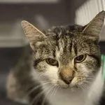 Znaleziono kota, Lublin, 17 listopada 2025