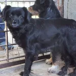 Petunia to suka przywieziona w dniu 20.10.25r z terenu gm. Trojanów, mała, zdystansowana