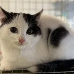 Znaleziono kota, Lublin, 16 listopada 2025