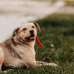 Heniu 616093903032049