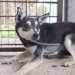 Listnik to pies przywieziony w dniu 11.11.25r malutki, zdystansowany, przestraszony