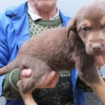 Znaleziono psa, Nowa Krępa, 24 października 2025