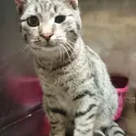 Kot do adopcji, Włocławek, 14 listopada 2025