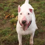 Pies do adopcji, Szczecin, 10 października 2025