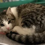 Znaleziono kota, Sosnowiec, 12 listopada 2025