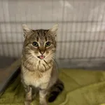 Kot do adopcji, Sosnowiec, 30 września 2025