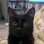 Zaginął kot, Łódź, 19 listopada 2025