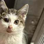 Znaleziono kota, Sosnowiec, 29 października 2025