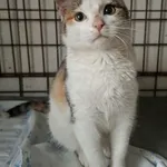 Kot do adopcji, Olsztyn, 1 listopada 2025