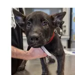 Pies do adopcji, Wrocław, 16 listopada 2025