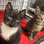 Kot do adopcji, Sosnowiec, 12 października 2025