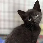 Kot do adopcji, Sosnowiec, 19 września 2025