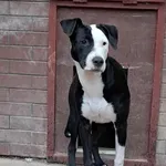 Znaleziono psa, Olsztyn, 16 listopada 2025