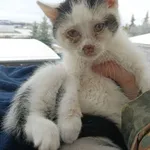 KOCUREK PRZYWIEZIONY Z INTERWENCJI 17-11-2025