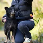 Pies do adopcji, Sosnowiec, 21 września 2025