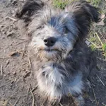 Pies do adopcji, Olsztyn, 29 października 2025