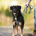 Pies do adopcji, Sosnowiec, 17 września 2025