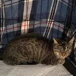 Znaleziono kota, Czartki, 19 listopada 2025