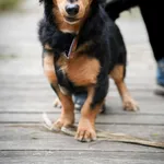 Draco 384/2025 REZERWACJA