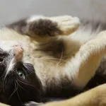 Kot do adopcji, Sosnowiec, 29 września 2025