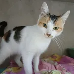 Znaleziono kota, Sosnowiec, 25 października 2025