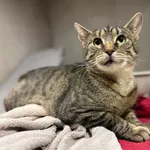 Znaleziono kota, Sosnowiec, 12 listopada 2025