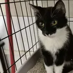 Znaleziono kota, Sosnowiec, 24 października 2025