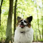 Pies do adopcji, Sosnowiec, 28 października 2025