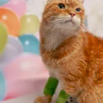 Kot do adopcji, Sosnowiec, 3 listopada 2025