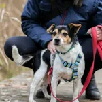 Pies do adopcji, Sosnowiec, 26 października 2025