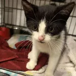 Znaleziono kota, Sosnowiec, 23 października 2025