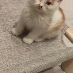 Znaleziono kota, Sosnowiec, 10 października 2025