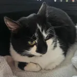 KOTKA PRZYWIEZIONA PRZEZ ZNALAZCĘ 17-11-2025